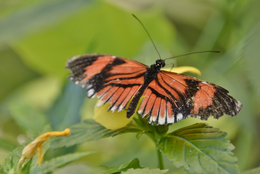 Foto: Mariposario - Icod de los Vinos (Santa Cruz de Tenerife), España