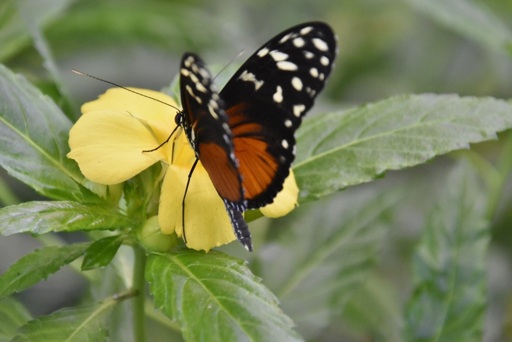 Foto: Mariposario - Icod de los Vinos (Santa Cruz de Tenerife), España