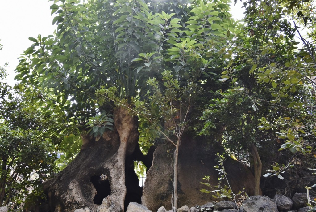 Foto: Parque del Drago Milenario - Icod de los Vinos (Santa Cruz de Tenerife), España