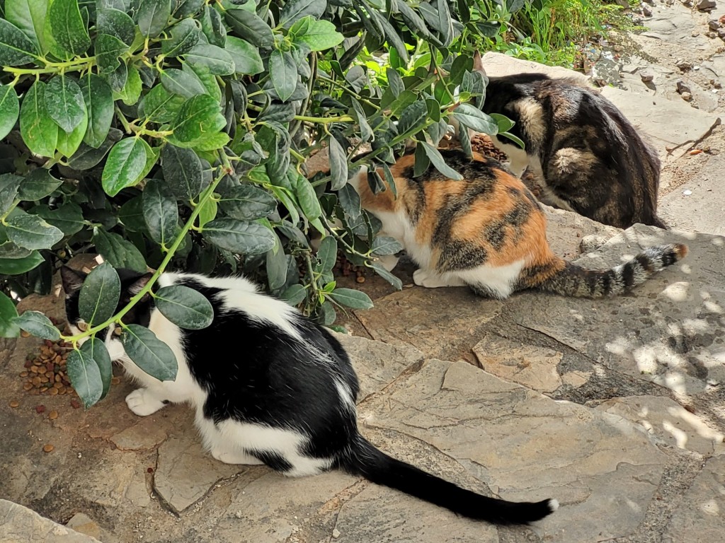 Foto: Gatitos - Morella (Castelló), España