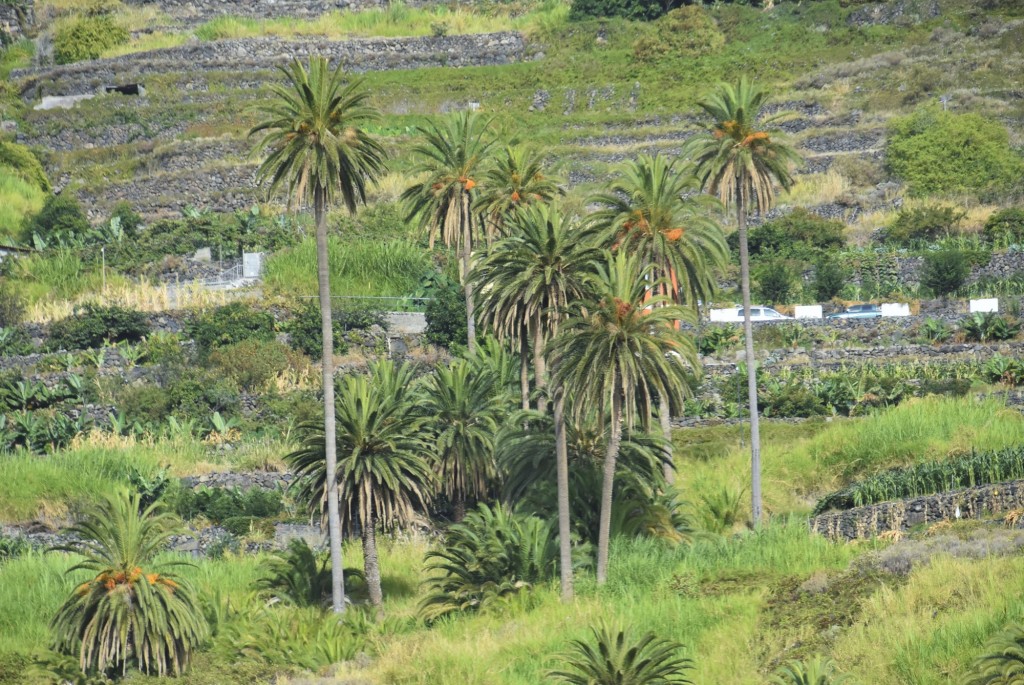 Foto: Paisaje - Hermigua (La Gomera) (Santa Cruz de Tenerife), España