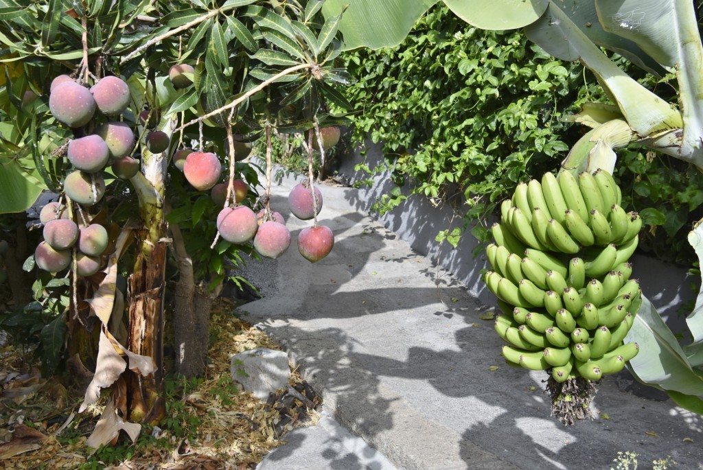 Foto: Museo PEG - Hermigua (La Gomera) (Santa Cruz de Tenerife), España