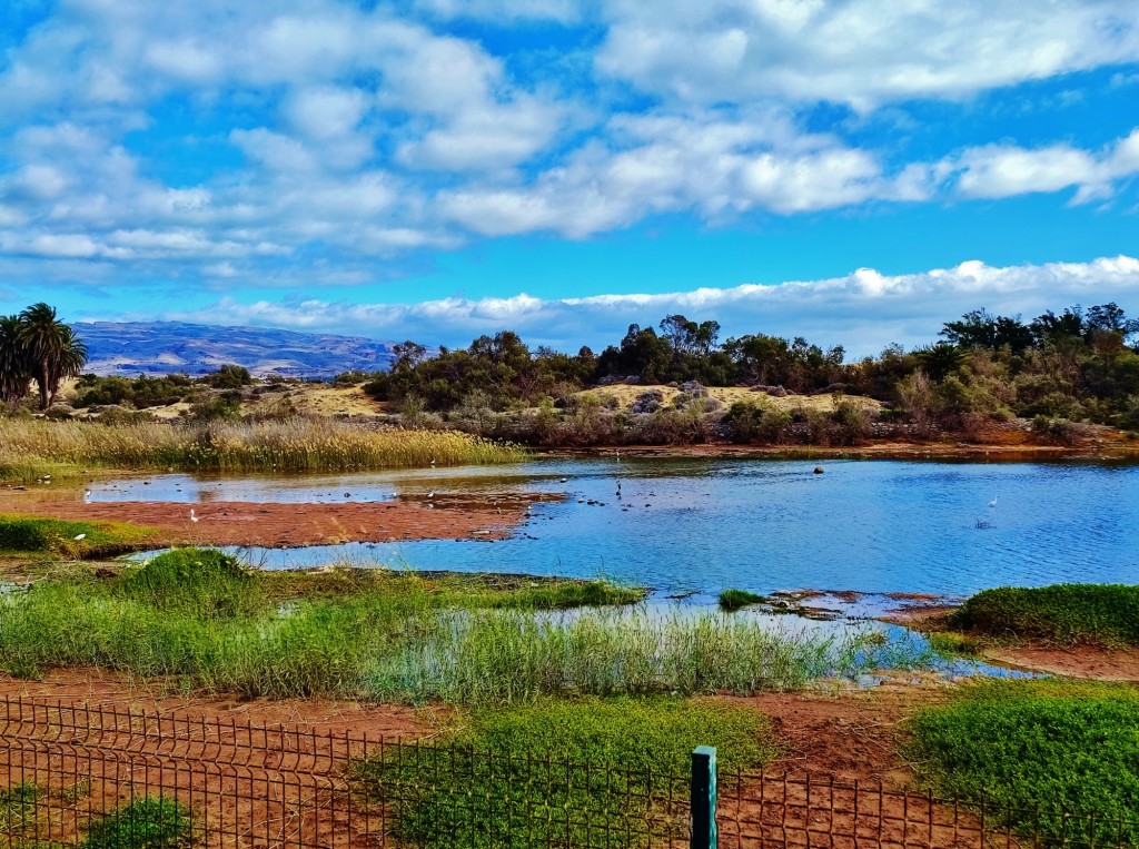 Foto: Charca de Maspalomas - Maspalomas (Las Palmas), España