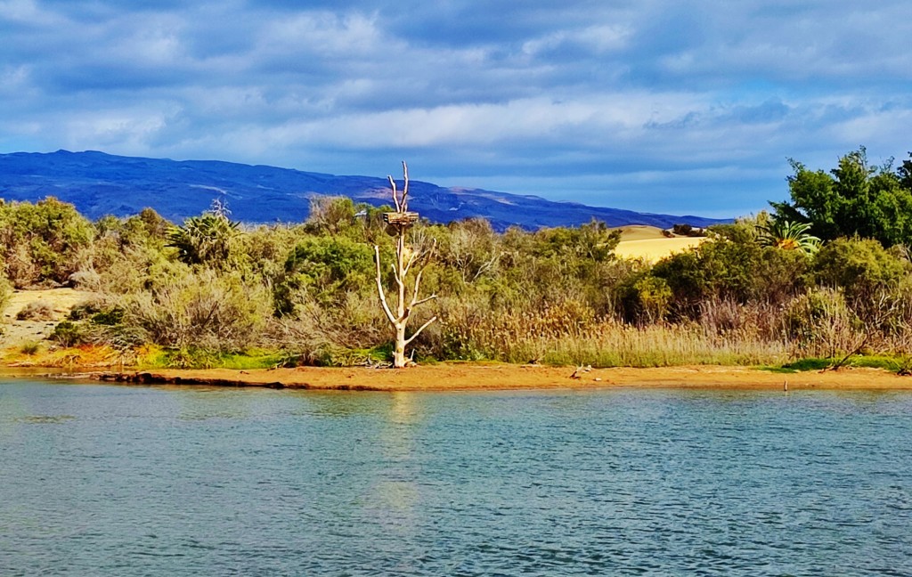 Foto: Charca de Maspalomas - Maspalomas (Las Palmas), España