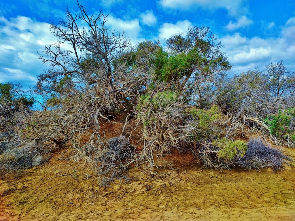 Foto: Dunas de Maspalomas - Maspalomas (Las Palmas), España