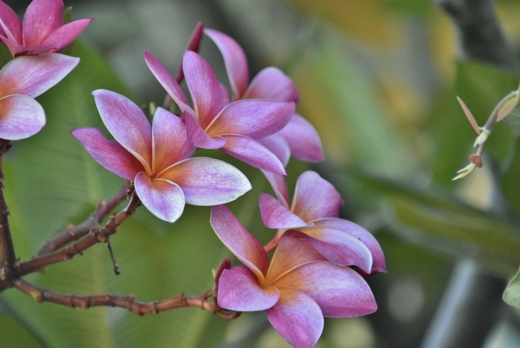 Foto: Flor - Tazacorte (La Palma) (Santa Cruz de Tenerife), España