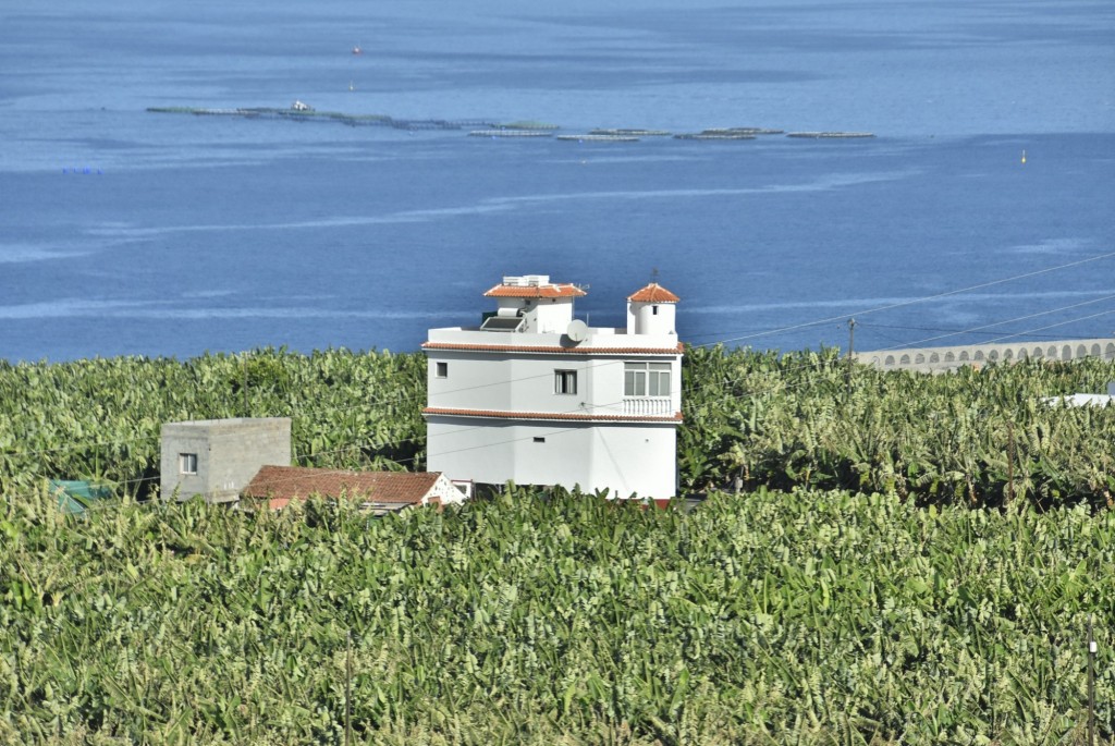 Foto: Plantación - Tazacorte (La Palma) (Santa Cruz de Tenerife), España