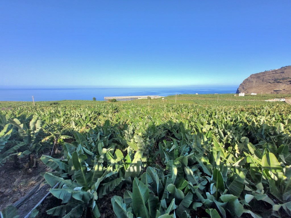 Foto: Plantación - Tazacorte (La Palma) (Santa Cruz de Tenerife), España