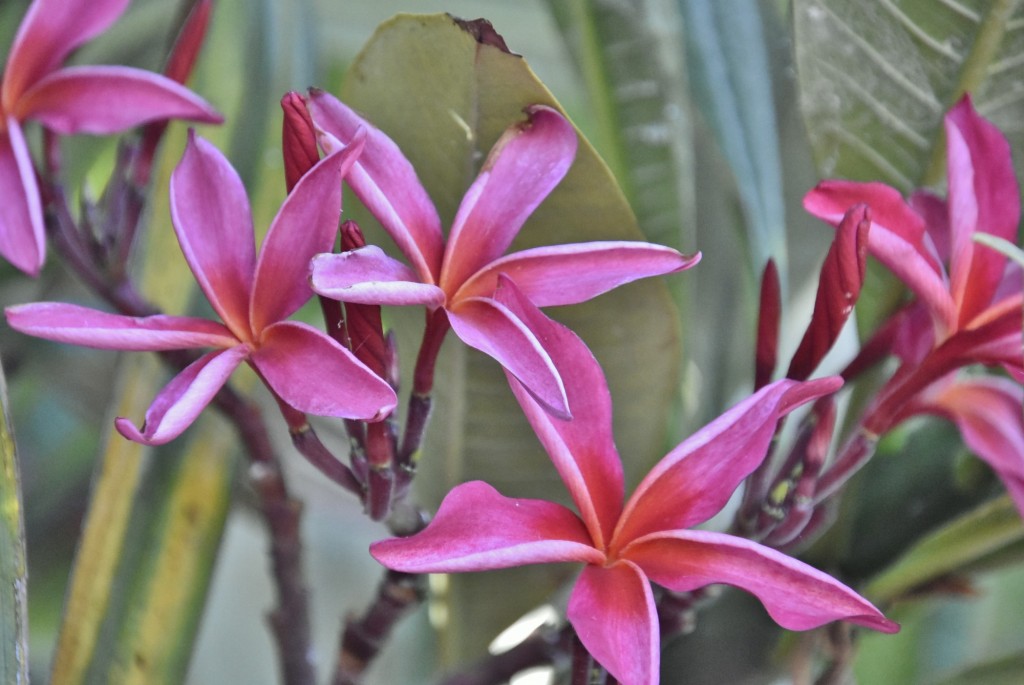 Foto: Flor - Tazacorte (La Palma) (Santa Cruz de Tenerife), España