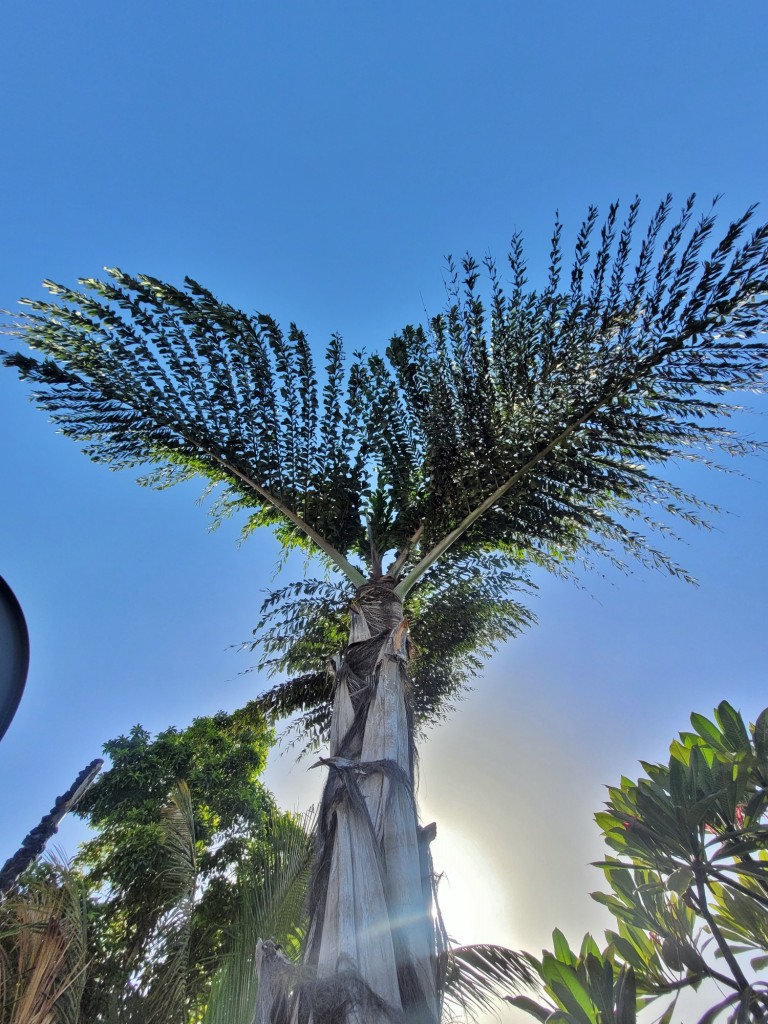 Foto: Centro histórico - Tazacorte (La Palma) (Santa Cruz de Tenerife), España