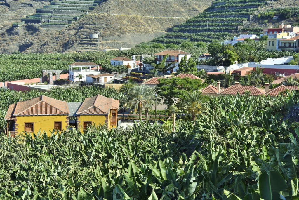 Foto: Plantación - Tazacorte (La Palma) (Santa Cruz de Tenerife), España