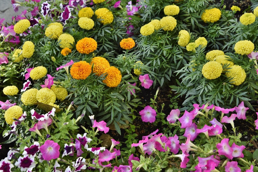 Foto: Flores - Santa Cruz de Tenerife (Canarias), España