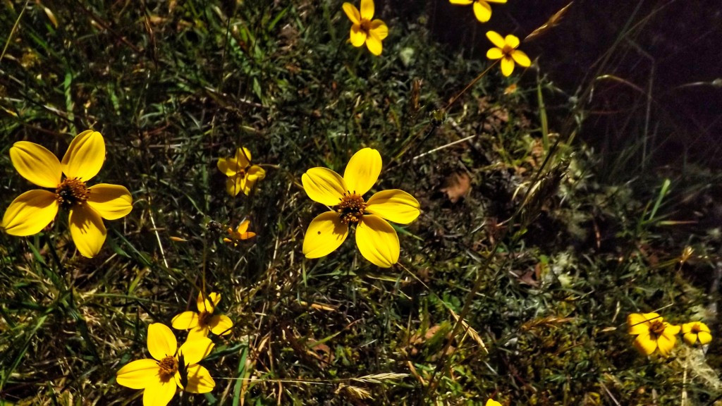 Foto: Flores en Villapinzón - Villapinzón, Colombia