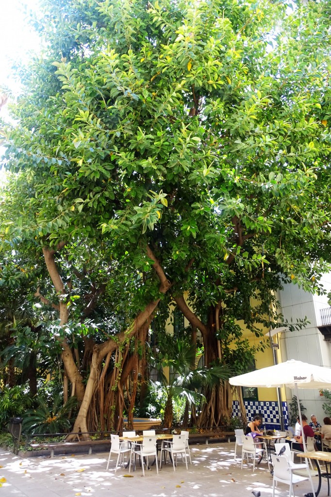 Foto: Ficus puente de Serranos - Valencia (València), España