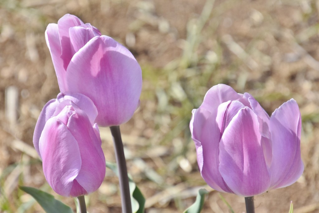 Foto: Plantación de tulipanes - Saldes (Barcelona), España