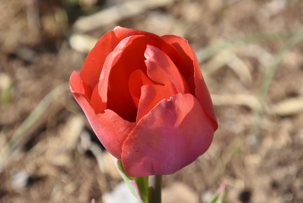 Foto: Plantación de tulipanes - Saldes (Barcelona), España