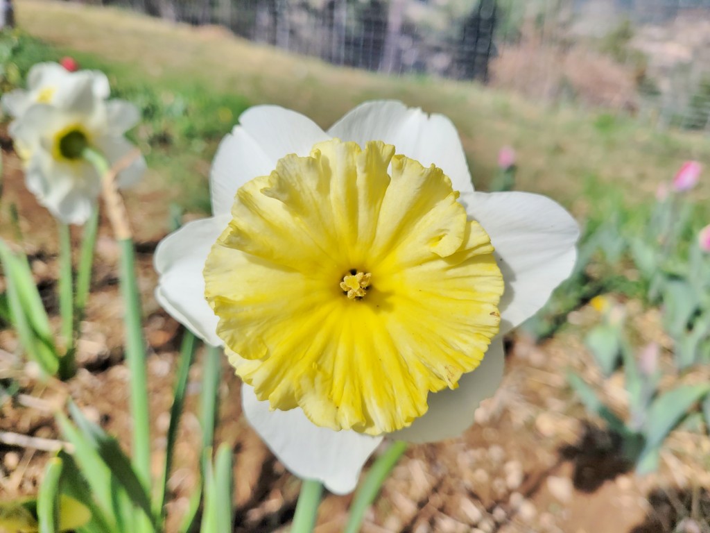 Foto: Plantación de tulipanes - Saldes (Barcelona), España