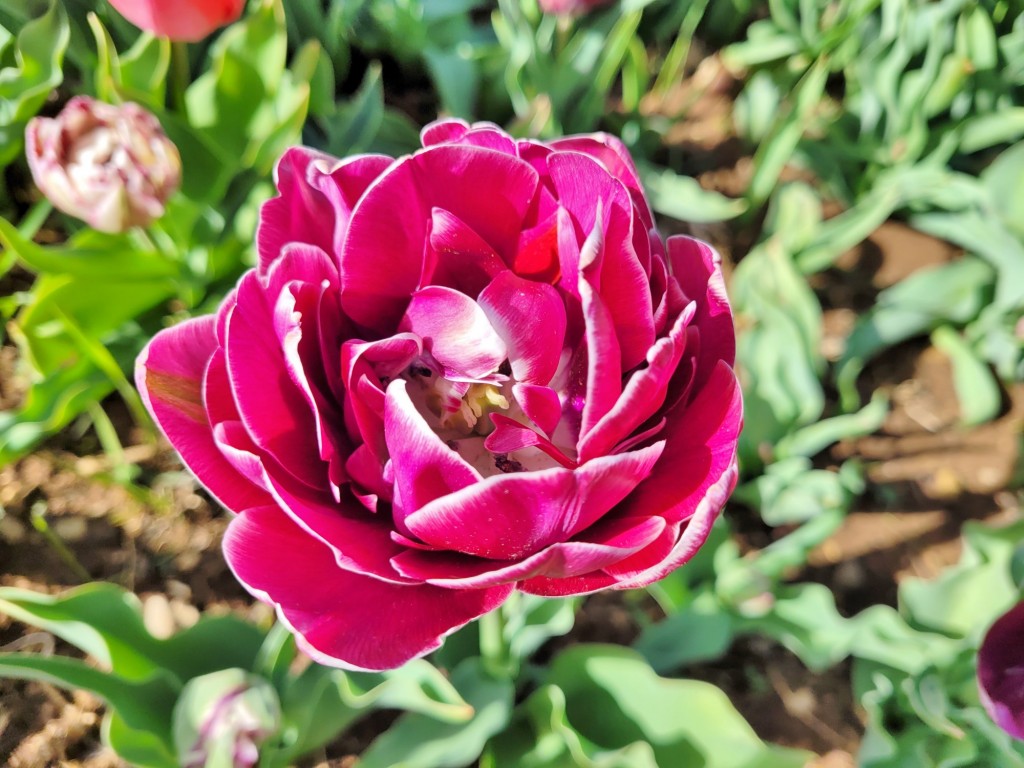 Foto: Plantación de tulipanes - Saldes (Barcelona), España