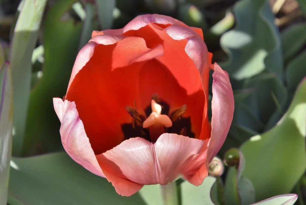 Foto: Plantación de tulipanes - Saldes (Barcelona), España