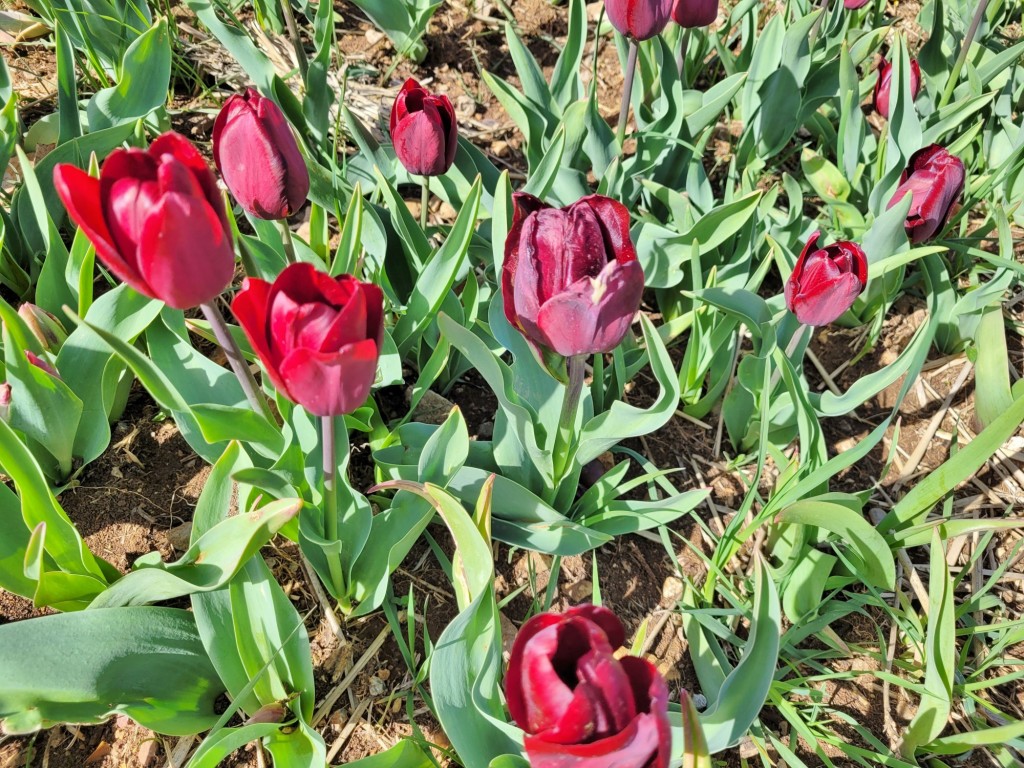 Foto: Plantación de tulipanes - Saldes (Barcelona), España