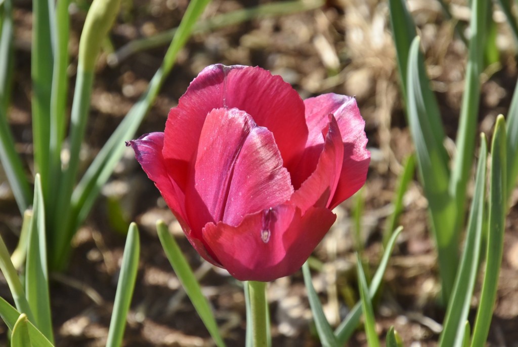 Foto: Plantación de tulipanes - Saldes (Barcelona), España