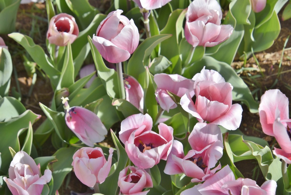 Foto: Plantación de tulipanes - Saldes (Barcelona), España