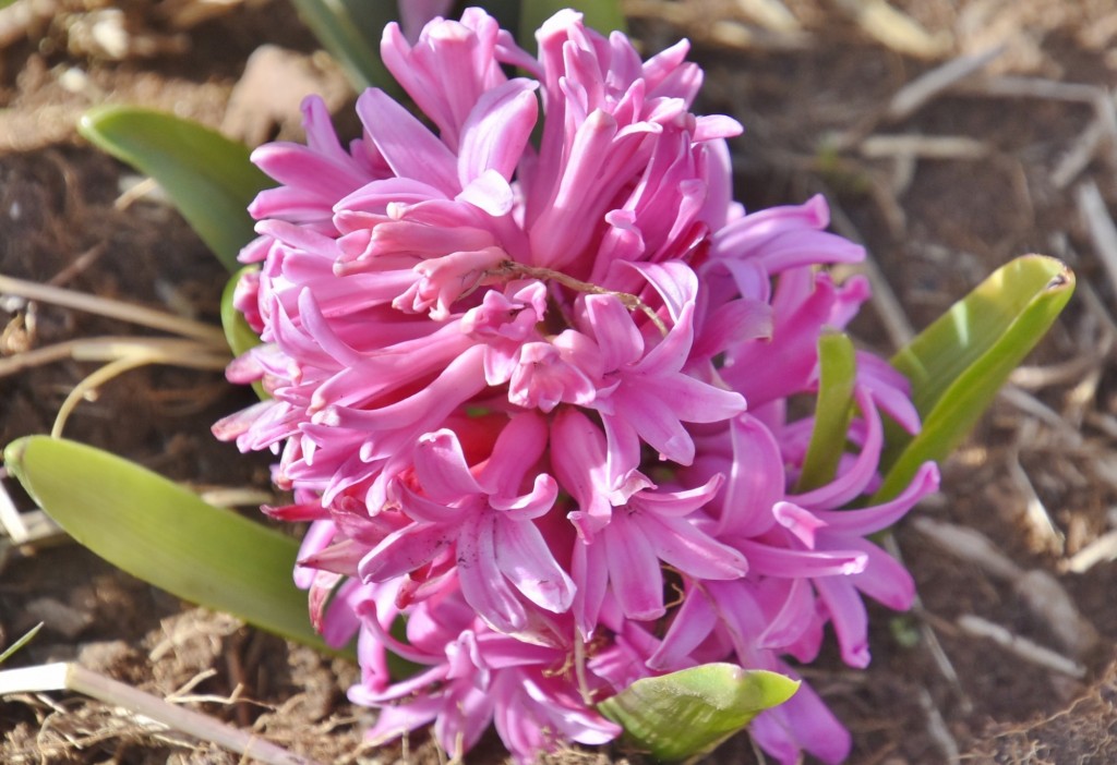 Foto: Plantación de tulipanes - Saldes (Barcelona), España