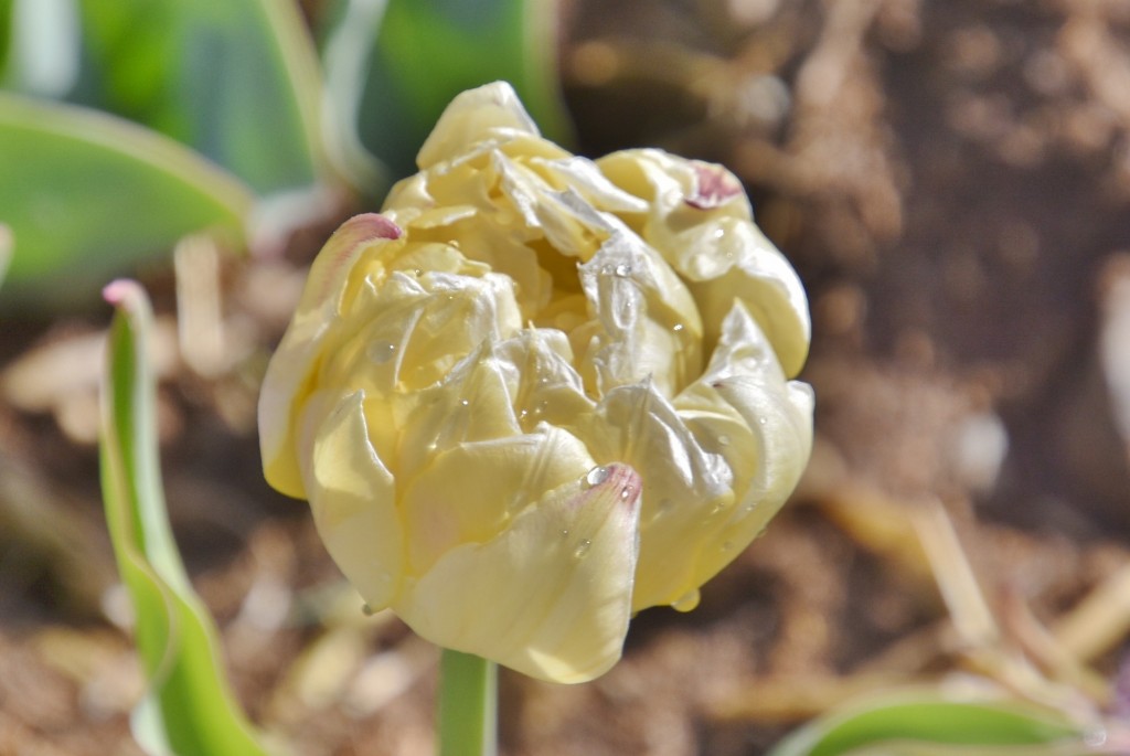 Foto: Plantación de tulipanes - Saldes (Barcelona), España