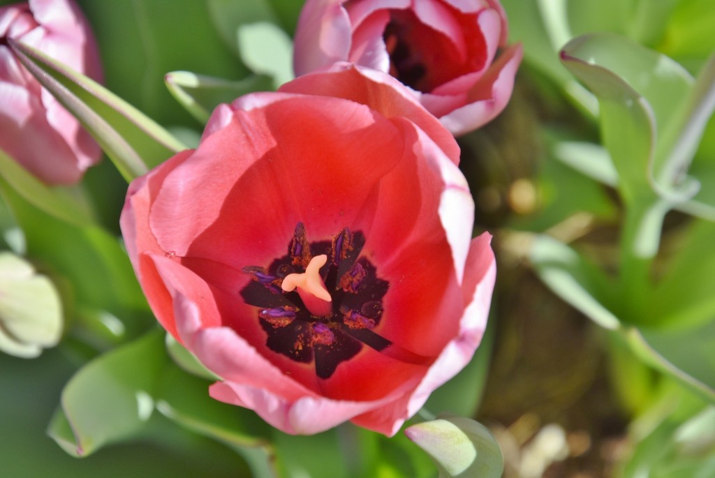 Foto: Plantación de tulipanes - Saldes (Barcelona), España