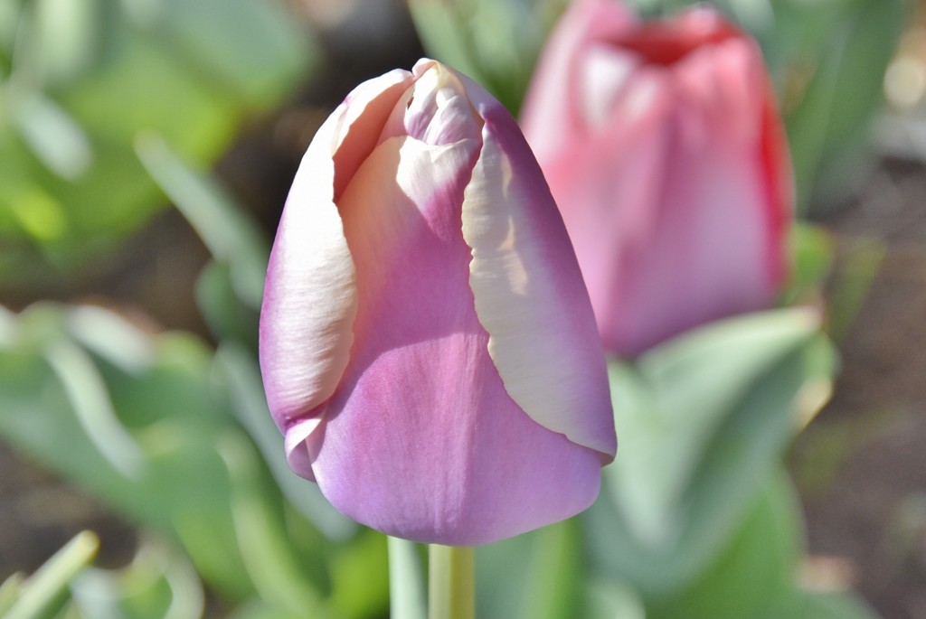 Foto: Plantación de tulipanes - Saldes (Barcelona), España