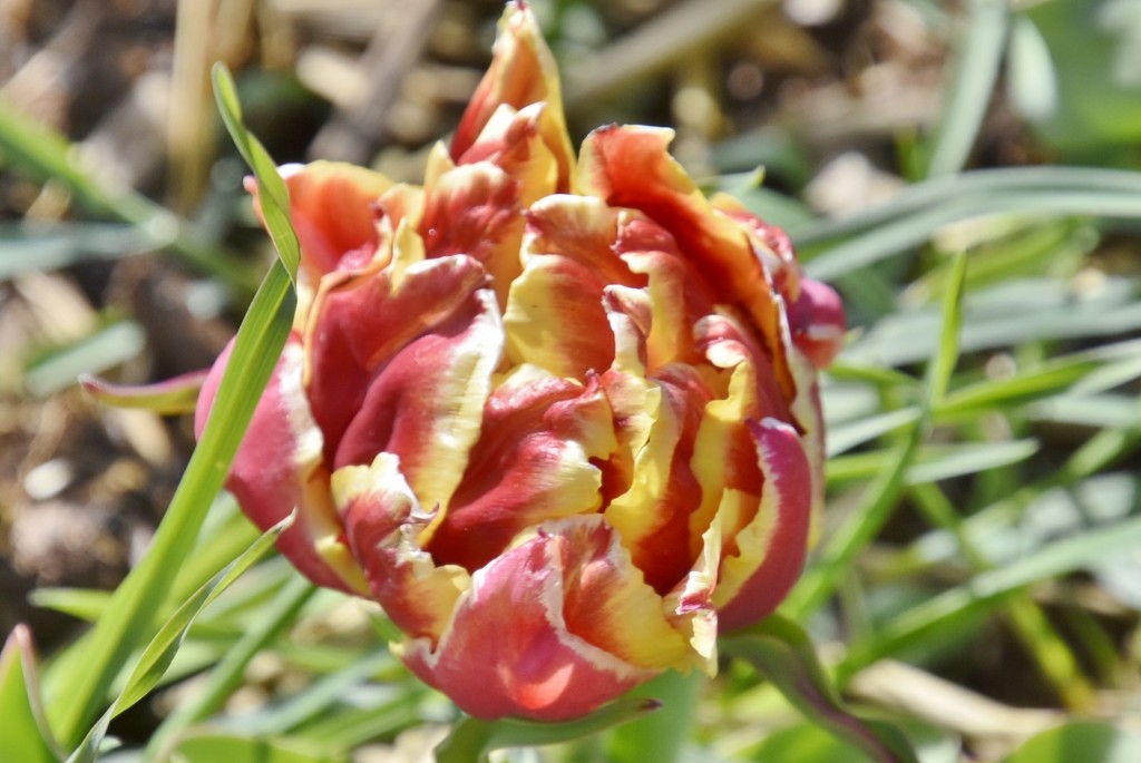 Foto: Plantación de tulipanes - Saldes (Barcelona), España