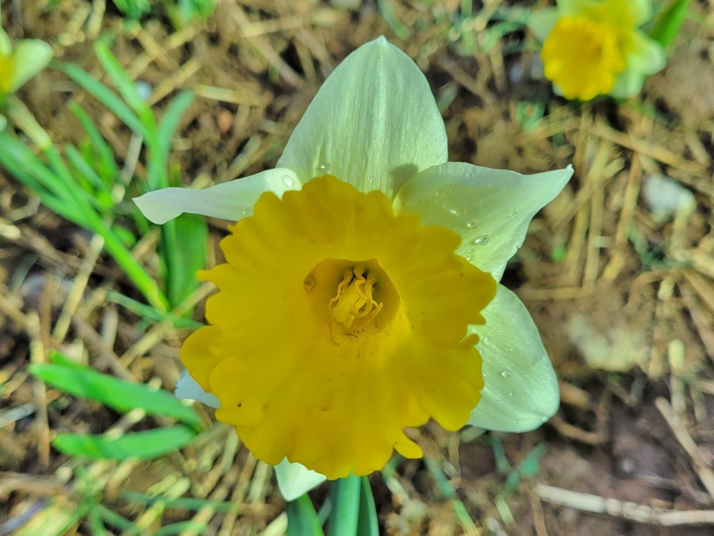 Foto: Plantación de tulipanes - Saldes (Barcelona), España