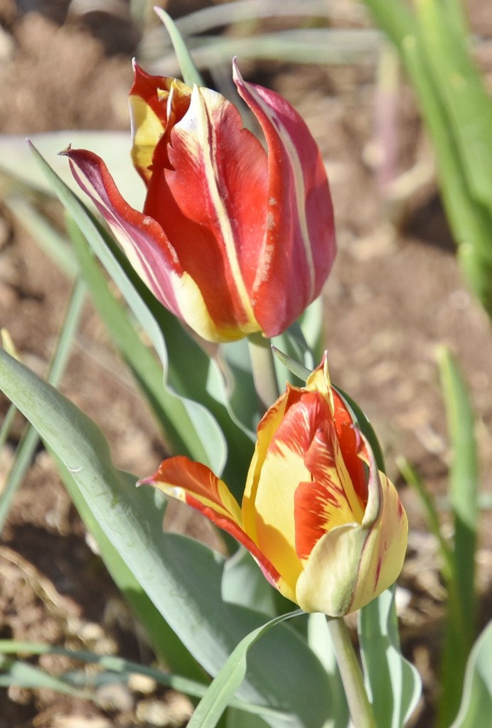 Foto: Plantación de tulipanes - Saldes (Barcelona), España