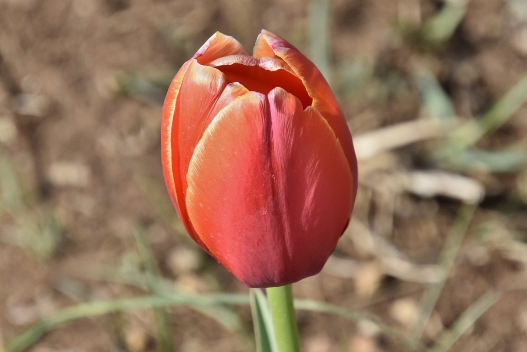 Foto: Plantación de tulipanes - Saldes (Barcelona), España