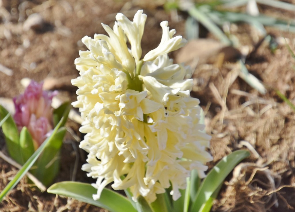 Foto: Plantación de tulipanes - Saldes (Barcelona), España