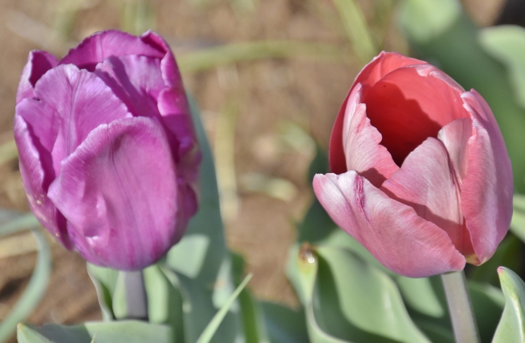 Foto: Plantación de tulipanes - Saldes (Barcelona), España