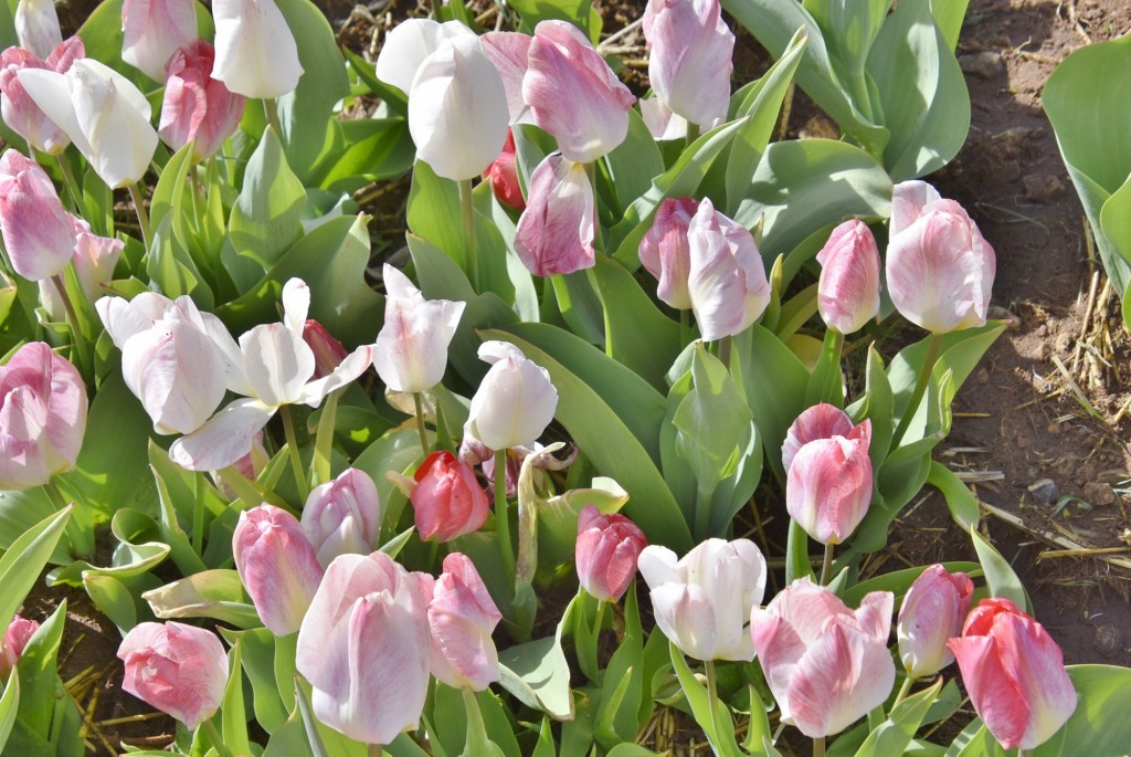 Foto: Plantación de tulipanes - Saldes (Barcelona), España