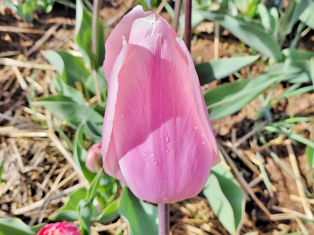 Foto: Plantación de tulipanes - Saldes (Barcelona), España