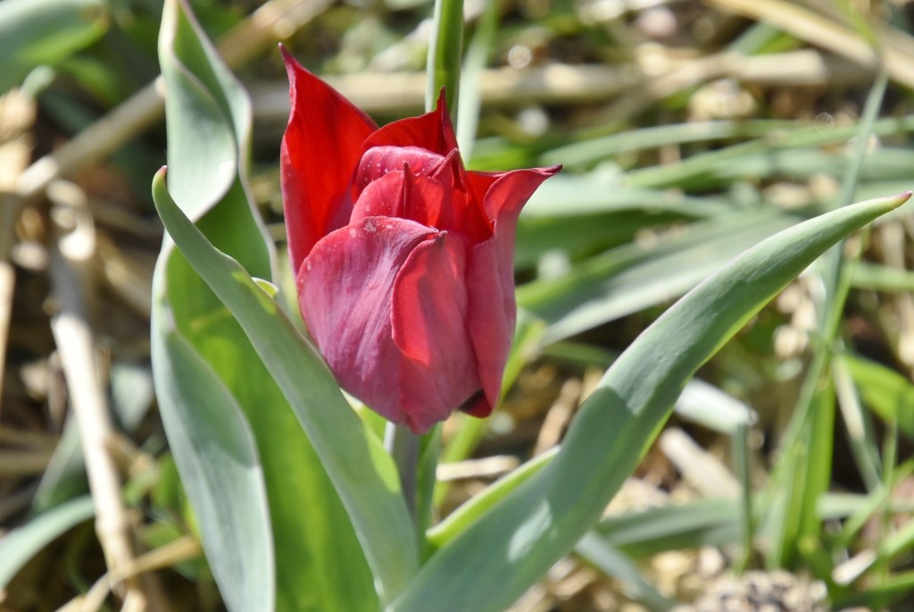 Foto: Plantación de tulipanes - Saldes (Barcelona), España