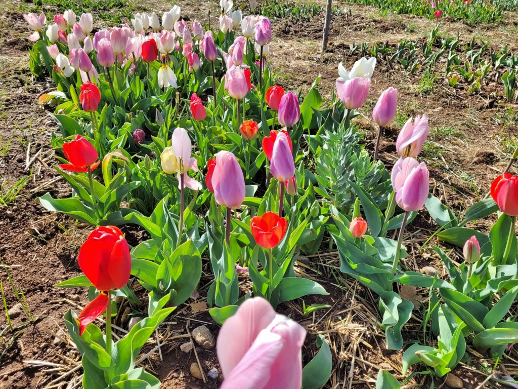 Foto: Plantación de tulipanes - Saldes (Barcelona), España