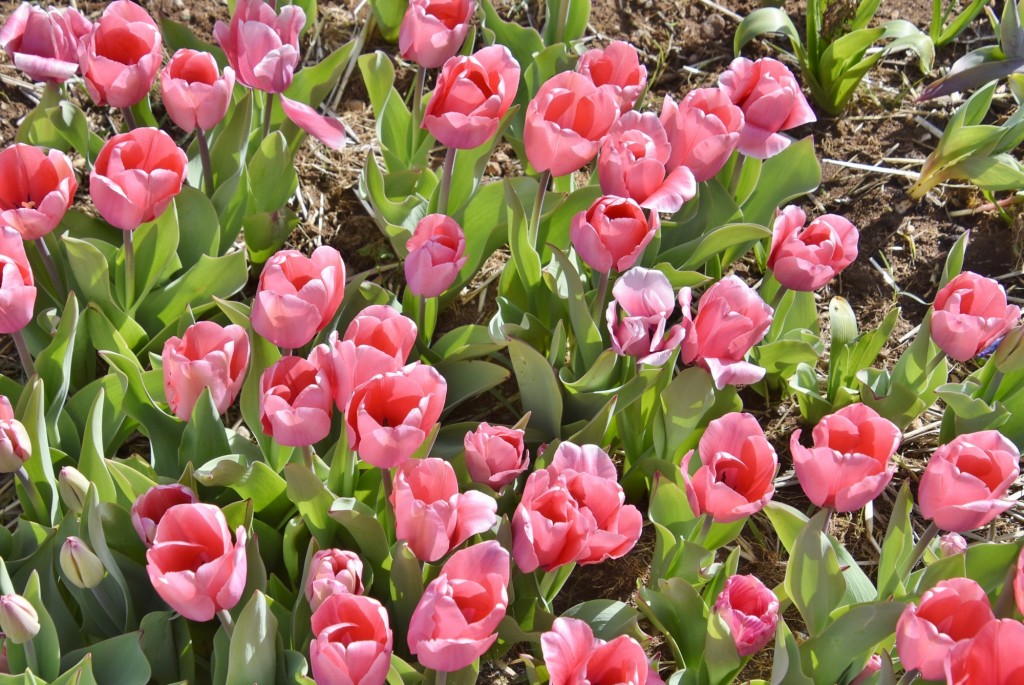 Foto: Plantación de tulipanes - Saldes (Barcelona), España