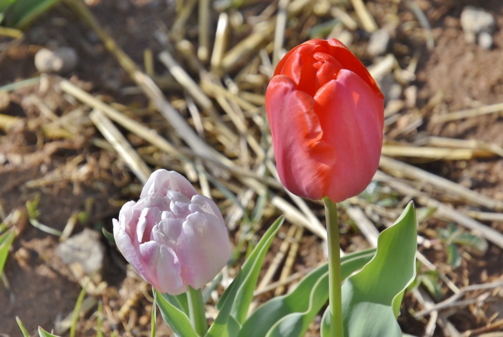 Foto: Plantación de tulipanes - Saldes (Barcelona), España