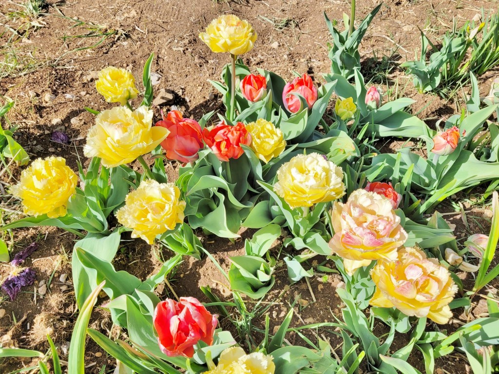 Foto: Plantación de tulipanes - Saldes (Barcelona), España