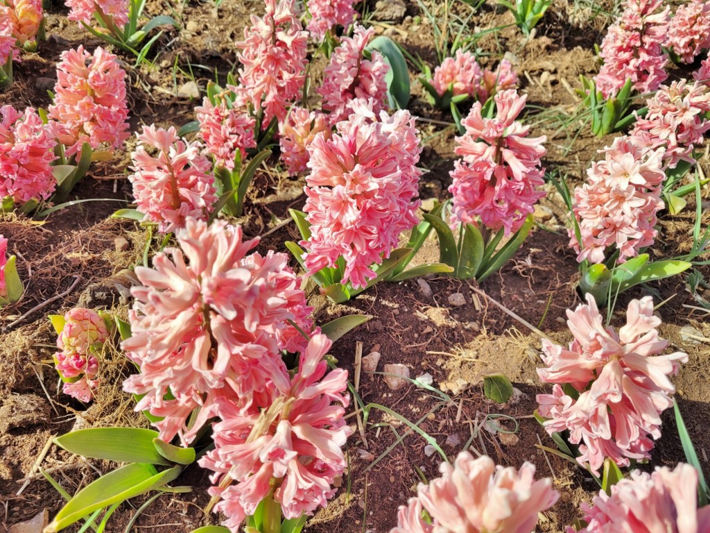 Foto: Plantación de tulipanes - Saldes (Barcelona), España