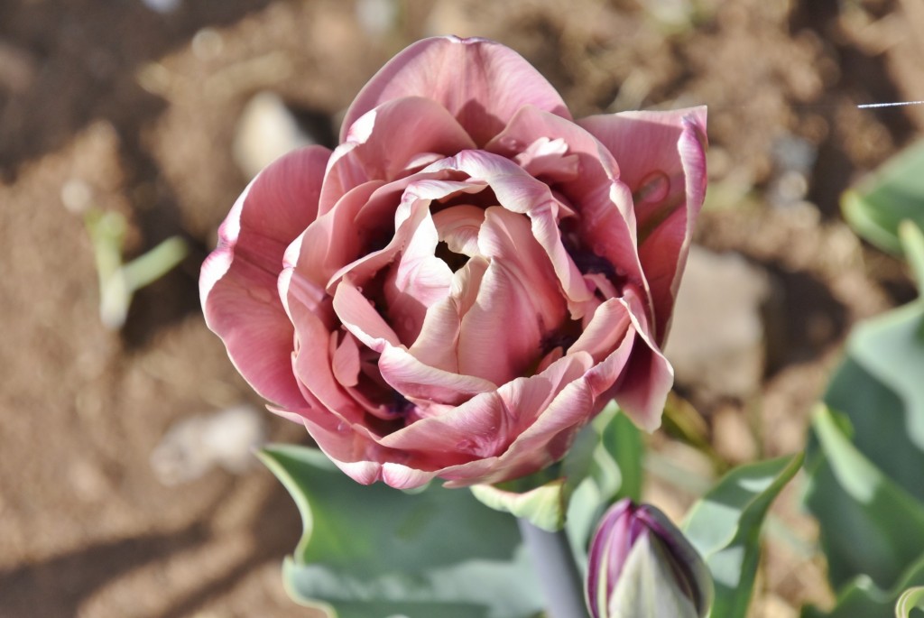 Foto: Plantación de tulipanes - Saldes (Barcelona), España