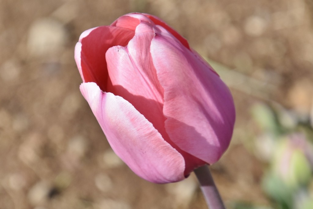 Foto: Plantación de tulipanes - Saldes (Barcelona), España