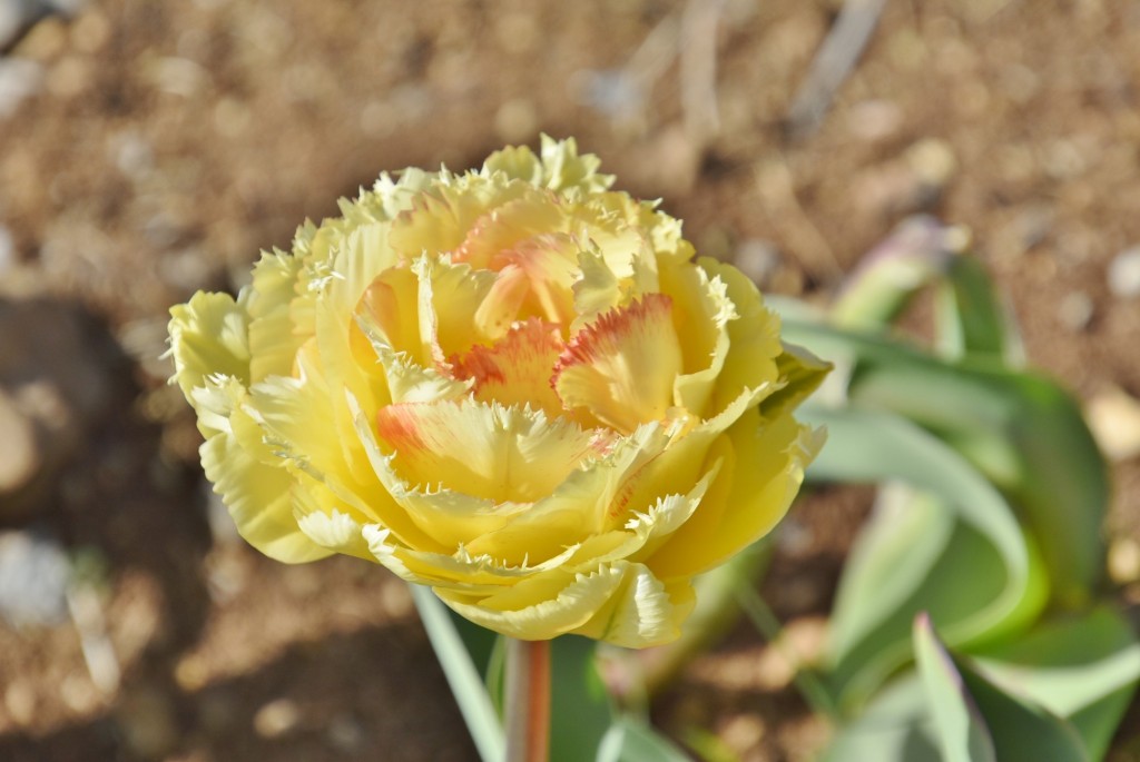 Foto: Plantación de tulipanes - Saldes (Barcelona), España