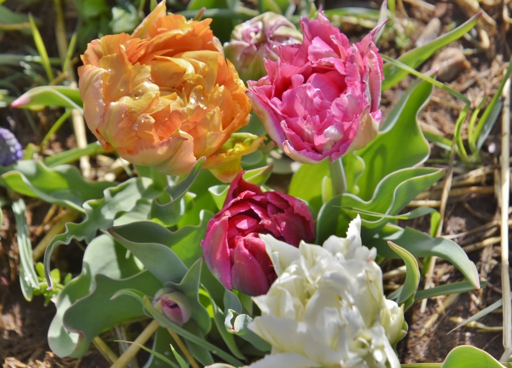 Foto: Plantación de tulipanes - Saldes (Barcelona), España