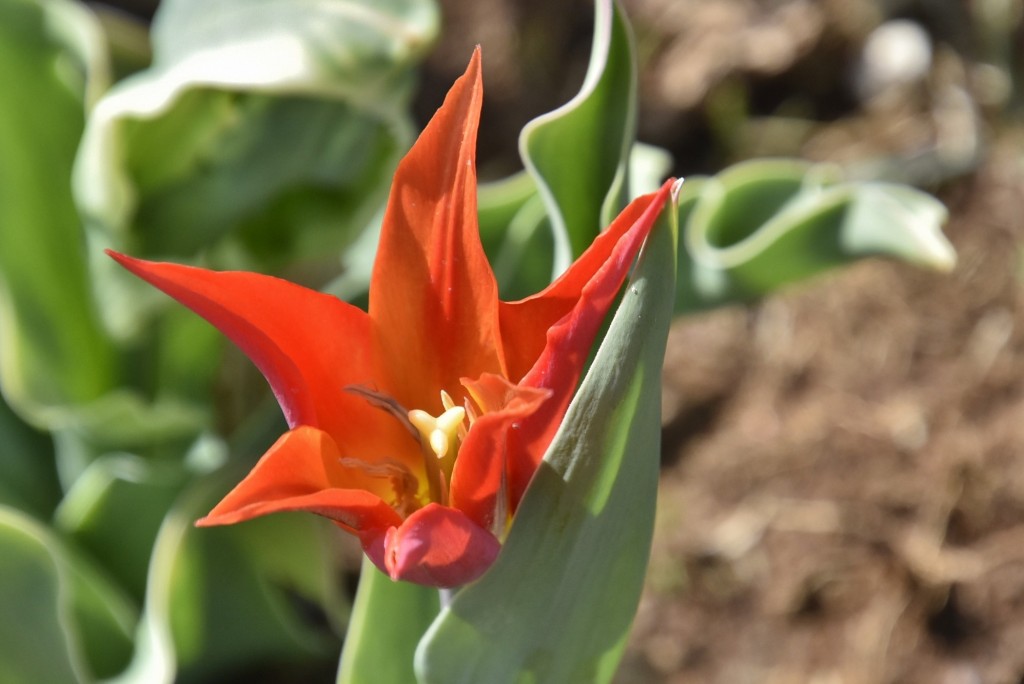 Foto: Plantación de tulipanes - Saldes (Barcelona), España