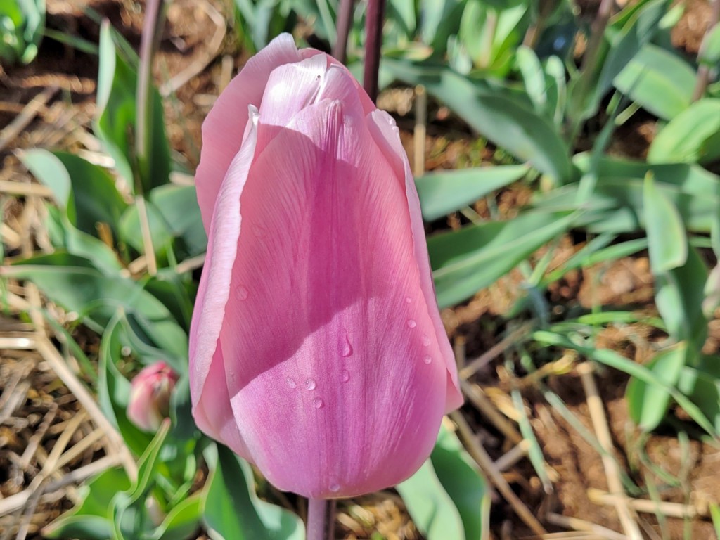 Foto: Plantación de tulipanes - Saldes (Barcelona), España